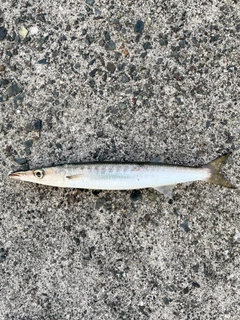 タイワンカマスの釣果