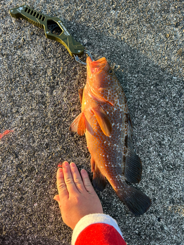 キジハタの釣果