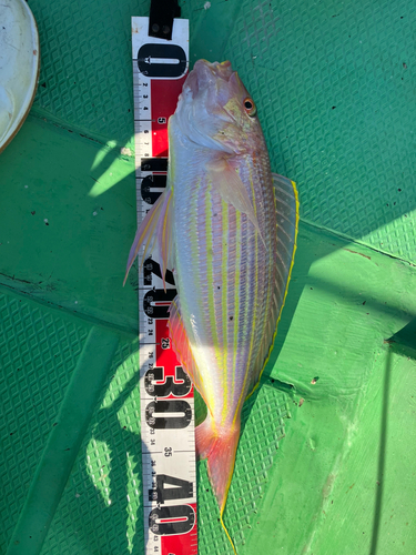 イトヨリダイの釣果