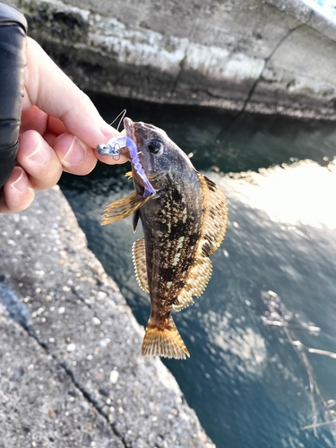 アイナメの釣果