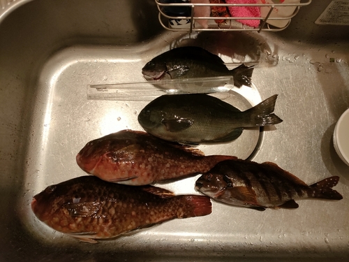 メジナの釣果