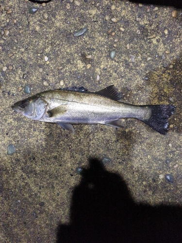 セイゴ（マルスズキ）の釣果