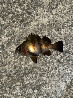 クロメバルの釣果