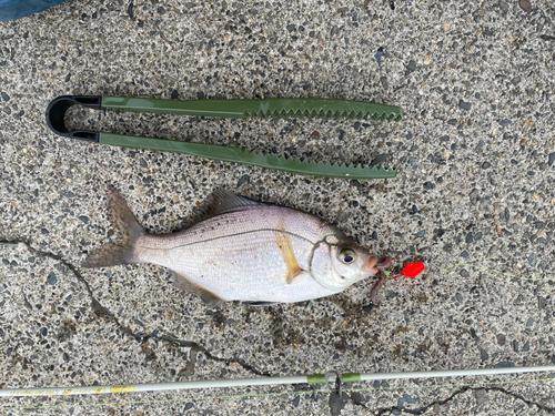 ヒイラギの釣果