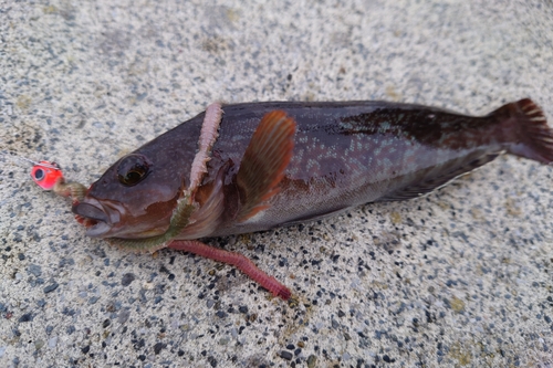 アイナメの釣果