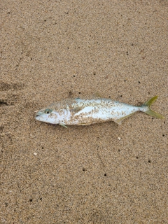 ツバスの釣果