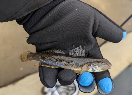 ハゼの釣果