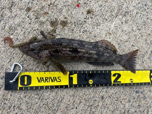 アイナメの釣果