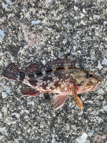 カサゴの釣果