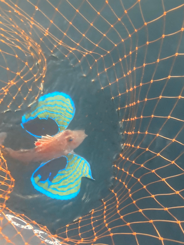 ホウボウの釣果