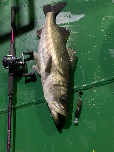 シーバスの釣果