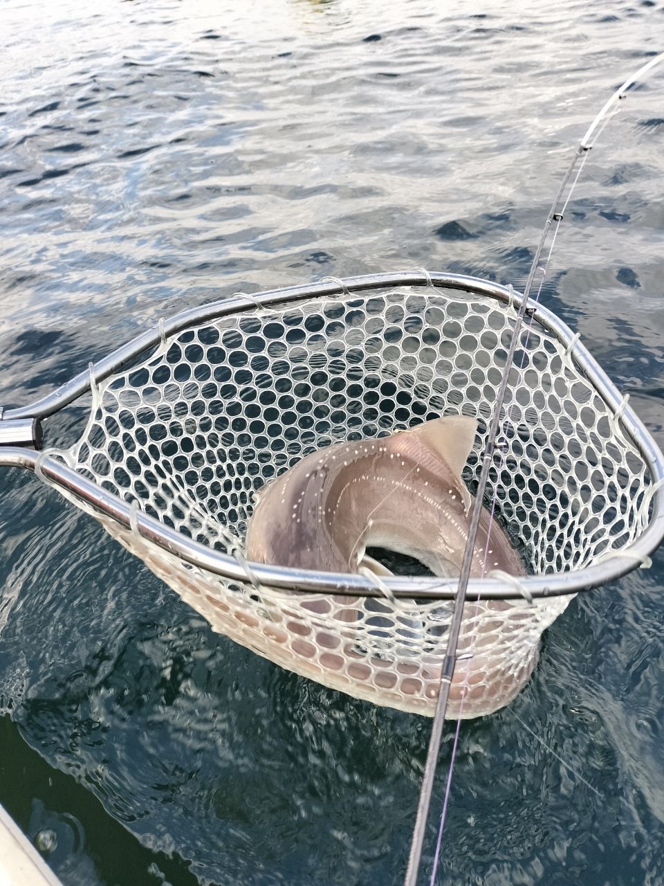 ステサブロウさんの釣果 3枚目の画像