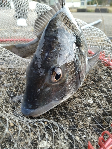 チヌの釣果