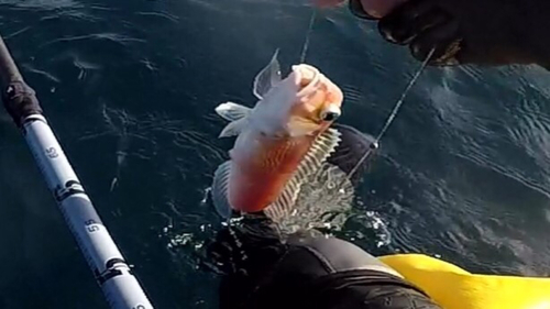 アマダイの釣果