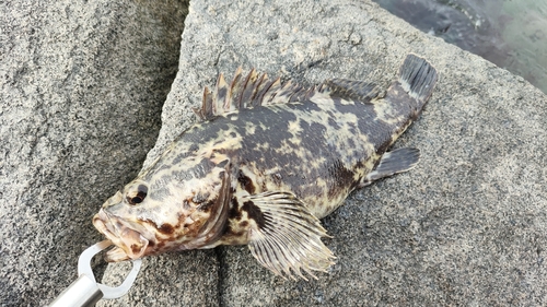 ベッコウゾイの釣果