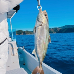 アイブリの釣果