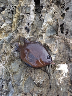 スズメダイの釣果