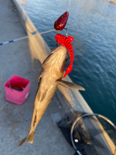 アイナメの釣果