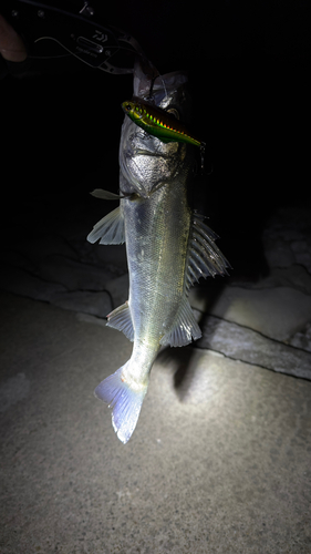 セイゴ（マルスズキ）の釣果