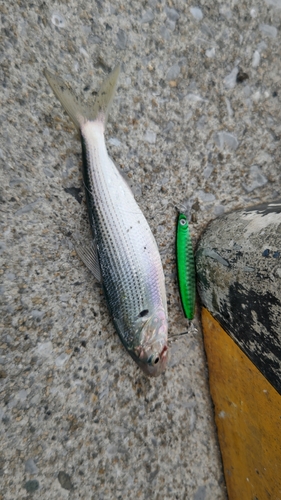 コノシロの釣果