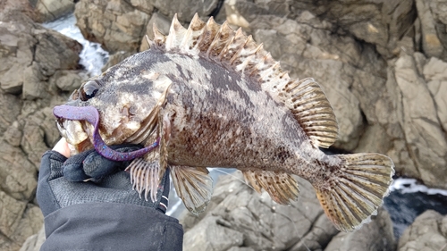 ムラソイの釣果