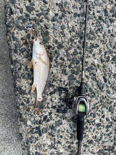 イシモチの釣果