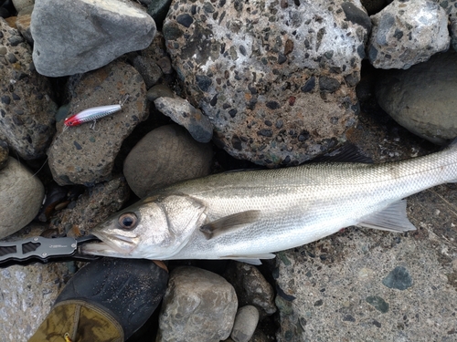 スズキの釣果