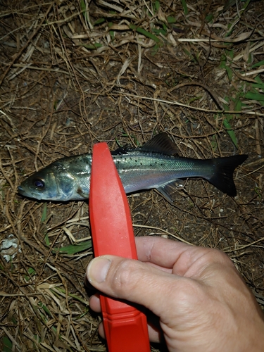 セイゴ（ヒラスズキ）の釣果