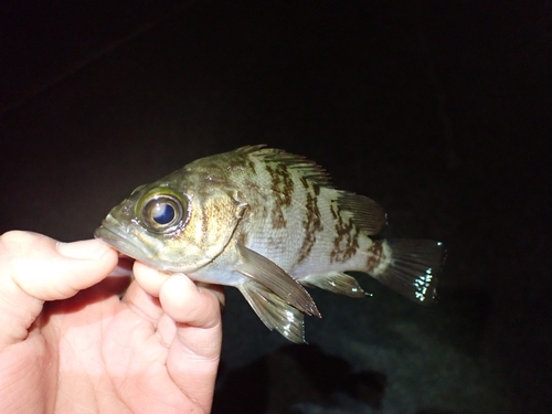 シロメバルの釣果