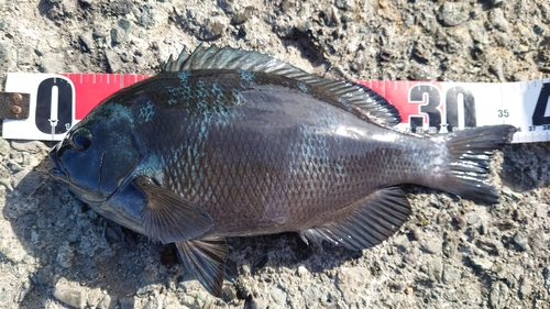 クチブトグレの釣果