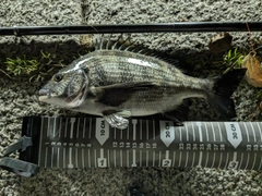 クロダイの釣果