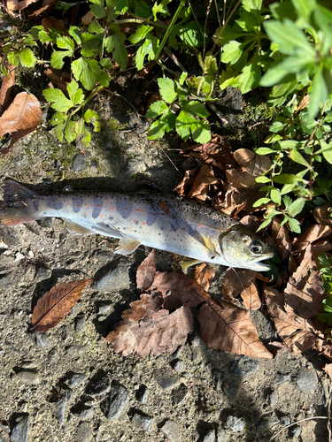 アマゴの釣果