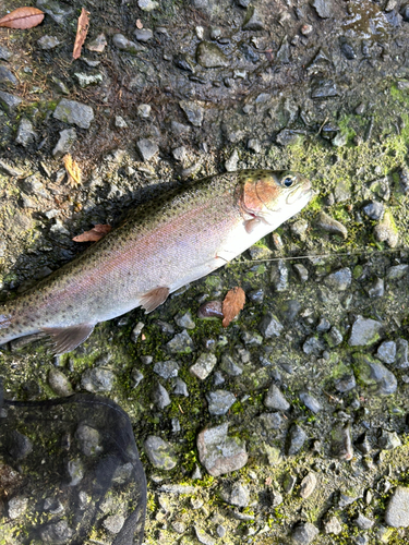 ニジマスの釣果