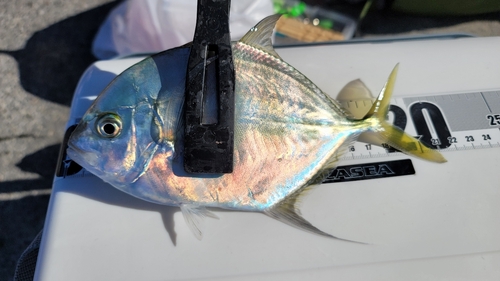 ヒシヨロイアジの釣果