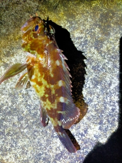 カサゴの釣果