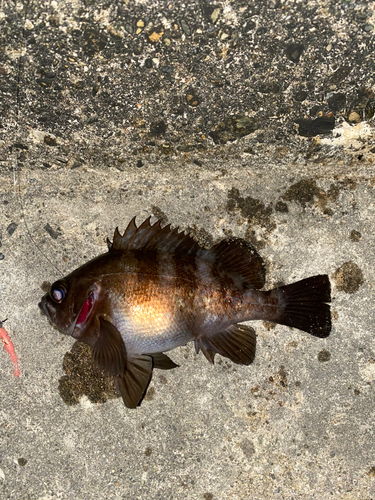 メバルの釣果