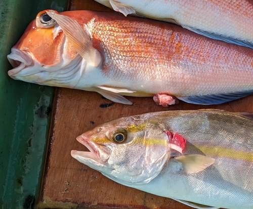 アカアマダイの釣果