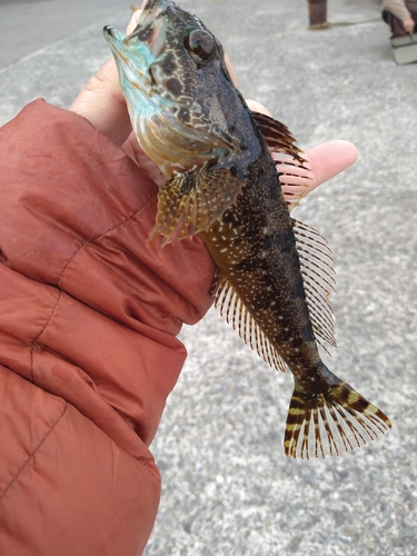 アナハゼの釣果