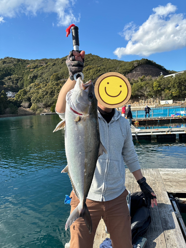 カンパチの釣果