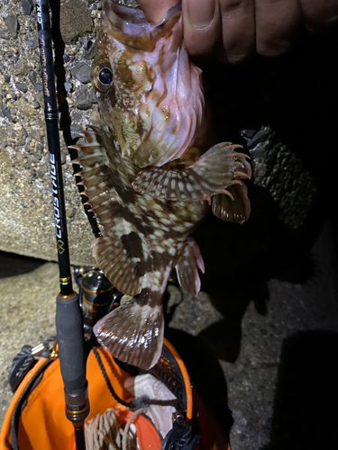 カサゴの釣果