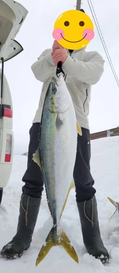 ブリの釣果