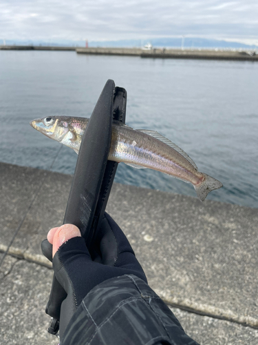 キスの釣果