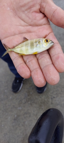 オキアジの釣果