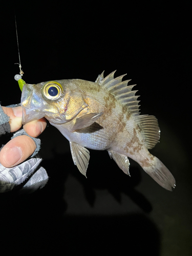 メバルの釣果