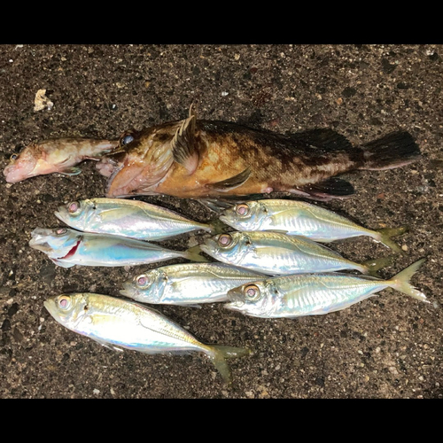 アジの釣果