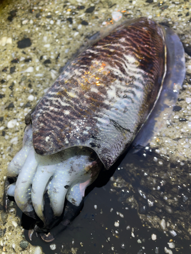 コウイカの釣果