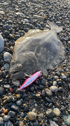 ヒラメの釣果