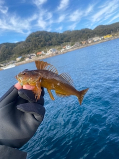 アナハゼの釣果