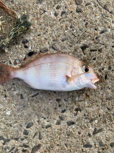 チャリコの釣果