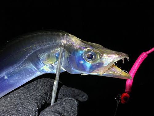 タチウオの釣果